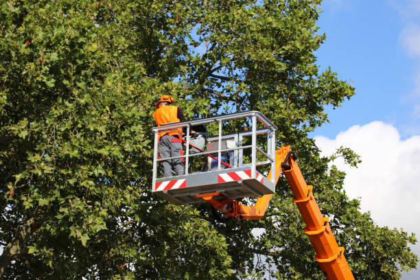 Best Stump Grinding and Removal  in Meadowlakes, TX