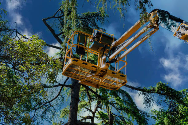 How Our Tree Care Process Works  in Meadowlakes, TX