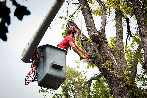 Professional Tree Services in Meadowlakes, TX